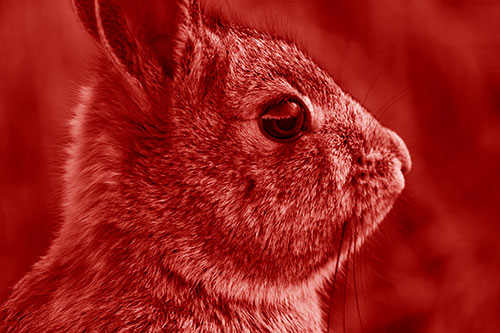 Alert Bunny Rabbit Detects Noise (Red Shade Photo)