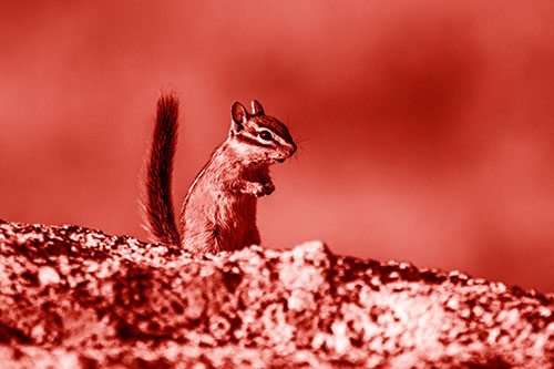 Alert Chipmunk Extending Tail Upwards (Red Shade Photo)