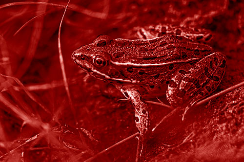 Alert Leopard Frog Prepares To Pounce (Red Shade Photo)