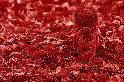 Alert Squirrel Freezes Among Fall Leaves (Red Shade)