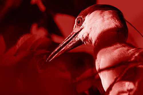 Algae Beak Black Crowned Night Heron (Red Shade Photo)