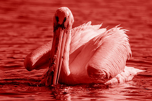 Algae Beaked Pelican Fishes For Salamanders (Red Shade)
