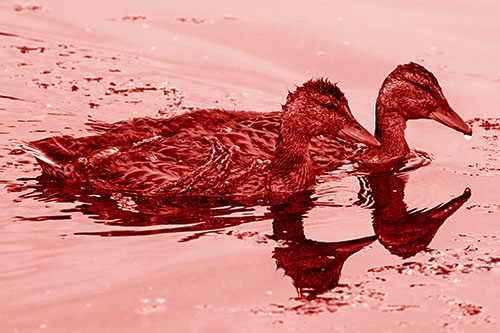 Algae Coated Female Mallard Ducks Swimming In Unison (Red Shade Photo)