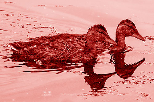 Algae Coated Female Mallard Ducks Swimming In Unison (Red Shade)