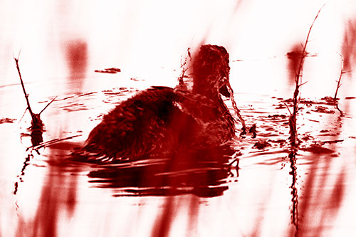 Algae Covered Loch Ness Mallard Monster Duck (Red Shade Photo)