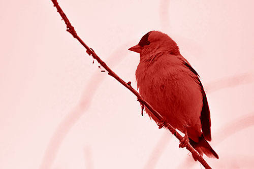 American Goldfinch Perched Along Slanted Branch (Red Shade Photo)