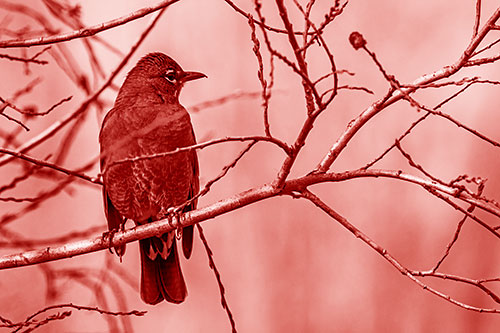 American Robin Looking Sideways Among Twisting Tree Branches (Red Shade Photo)