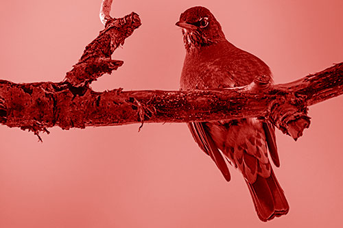 American Robin Perched Along Thick Decomposing Tree Branch (Red Shade)