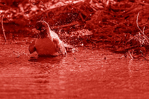 American Robin Splashing River Water (Red Shade Photo)