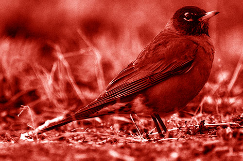 American Robin Standing Strong Among Dead Leaves (Red Shade Photo)