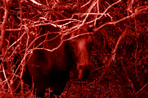 Angry Faced Moose Behind Tree Branches (Red Shade Photo)