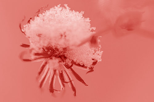 Angry Snow Faced Aster Screaming Among Cold (Red Shade Photo)