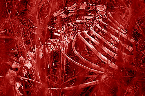 Animal Skeleton Remains Resting Beyond Plants (Red Shade Photo)