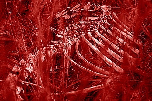 Animal Skeleton Remains Resting Beyond Plants (Red Shade)