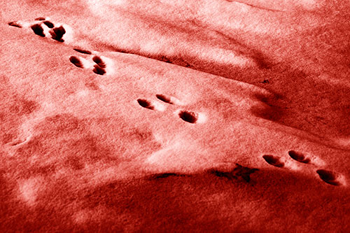 Animal Snow Footprint Trail (Red Shade Photo)