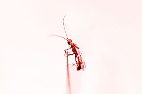 Ant Clinging Atop Piece Of Grass (Red Shade Photo)