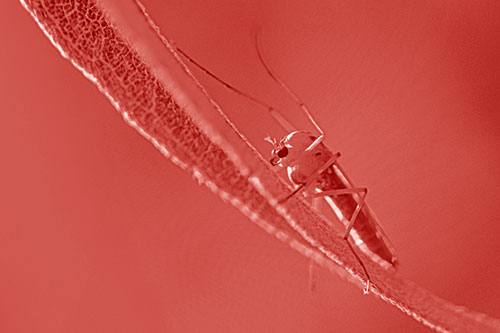 Arm Raising Midge Fly Rests Among Sloping Leaf (Red Shade)