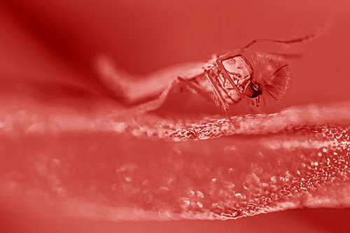 Arm Raising Midge Fly Standing Among Leaf (Red Shade)