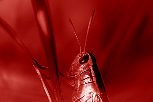 Arm Resting Grasshopper Watches Surroundings (Red Shade Photo)