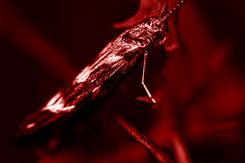 Arm Resting Leaf Blotch Miner Moth (Red Shade Photo)