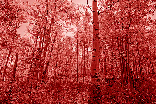 Aspen Trees Illuminate Among Sunshine (Red Shade Photo)