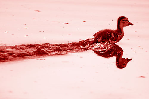 Baby Mallard Duckling Running Across Lake Water (Red Shade Photo)