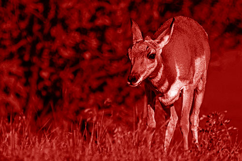 Baby Pronghorn Feasts Among Grass (Red Shade Photo)