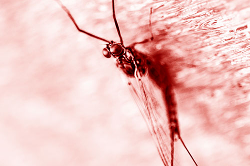 Back Bending Big Eyed Mayfly Resting (Red Shade Photo)