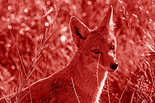 Bashful Coyote Spots Human (Red Shade Photo)