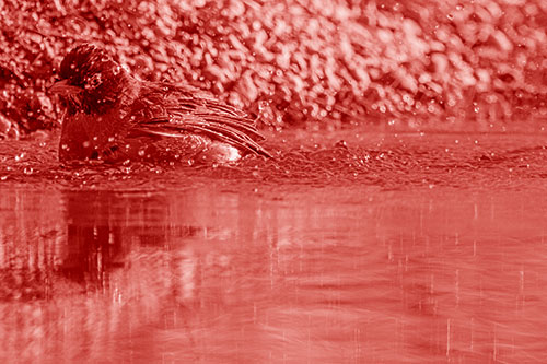 Bathing American Robin Splashing Water Along Shoreline (Red Shade Photo)