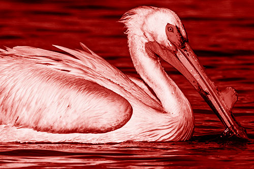 Beak Dipping Pelican Eying Across Lake Water (Red Shade)