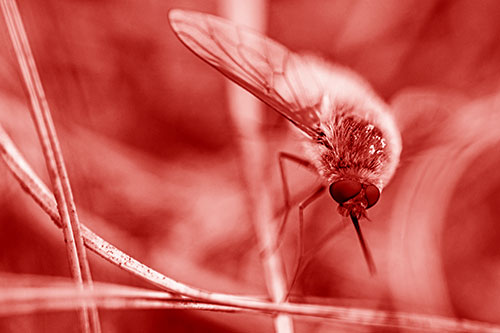 Bee Fly Balances Atop Dried Grass Blades (Red Shade)