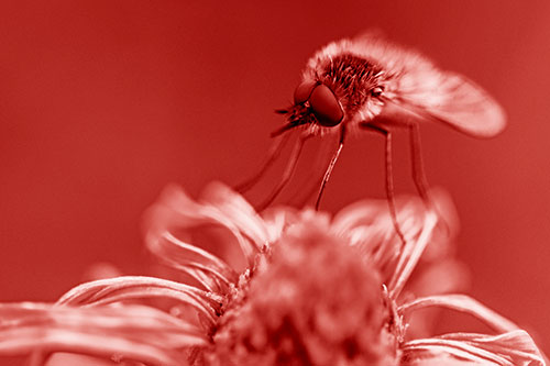 Bee Fly Standing Atop Gumplant Petals (Red Shade)