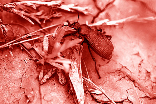 Beetle Searching Dry Land For Food (Red Shade Photo)