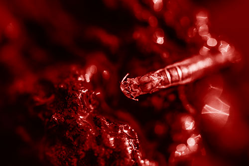 Bent Antenna Larva Slithering Across Soaked Rock (Red Shade)