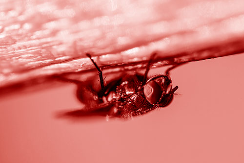 Big Eyed Blow Fly Perched Upside Down (Red Shade Photo)