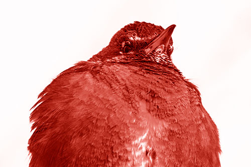 Big Puffy American Robin Enjoys Sunrise (Red Shade)