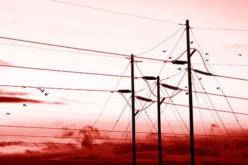 Bird Flock Flying Behind Powerline Sunset (Red Shade Photo)
