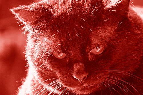 Black Cat Plotting Among Sunlight (Red Shade)