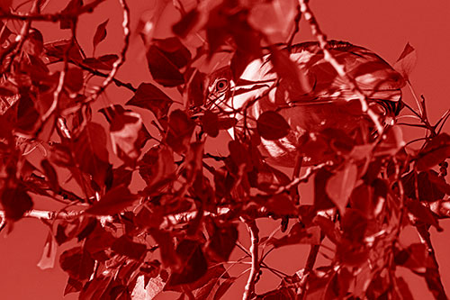 Black Crowned Night Heron Hiding Among Leaves (Red Shade)