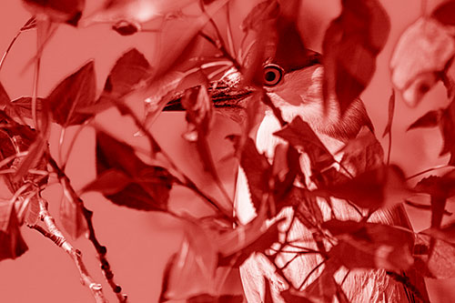 Black Crowned Night Heron Keeping Watch Among Leaves (Red Shade)