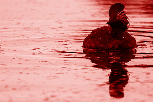 Black Necked Eared Grebe Floating Atop Lake (Red Shade)