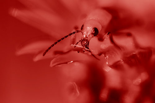 Blister Beetle Feasts Atop Gumplant Flower (Red Shade)