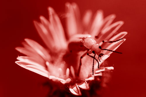 Blister Beetle Guards Gumplant Flower (Red Shade)