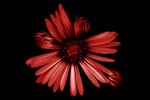 Blooming Daisy Head Among Several Buds (Red Shade Photo)