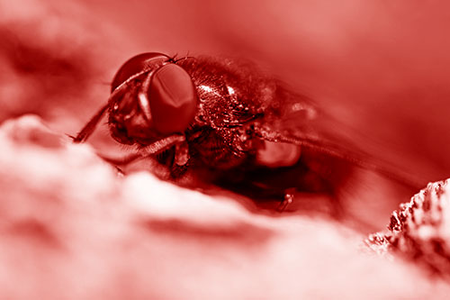 Blow Fly Resting Among Sloping Tree Bark (Red Shade Photo)