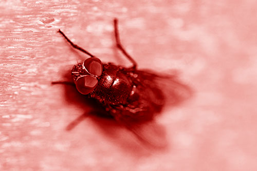 Blow Fly Spread Vertically (Red Shade Photo)