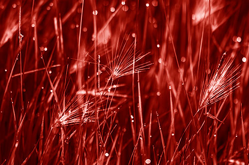 Blurry Water Droplets Clamp Onto Reed Grass (Red Shade Photo)