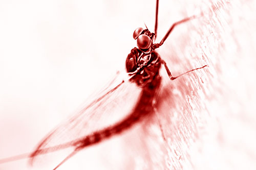 Body Bending Mayfly Resting Vertically (Red Shade Photo)