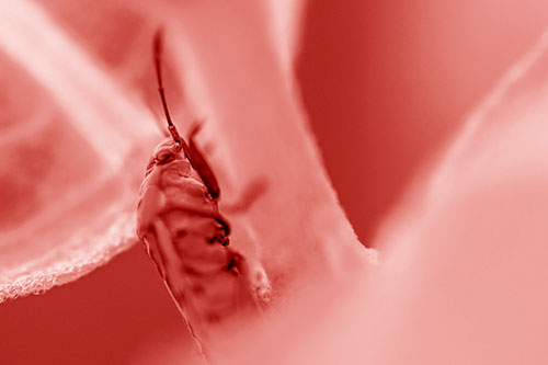 Boxelder Beetle Crawling Up Plant Stem (Red Shade Photo)